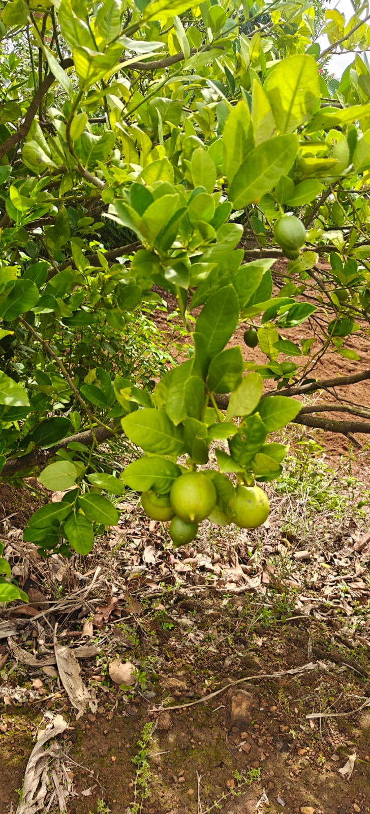 Farm plant: WhatsApp Image 2026-07-28 at 12.53.11 (3).jpeg